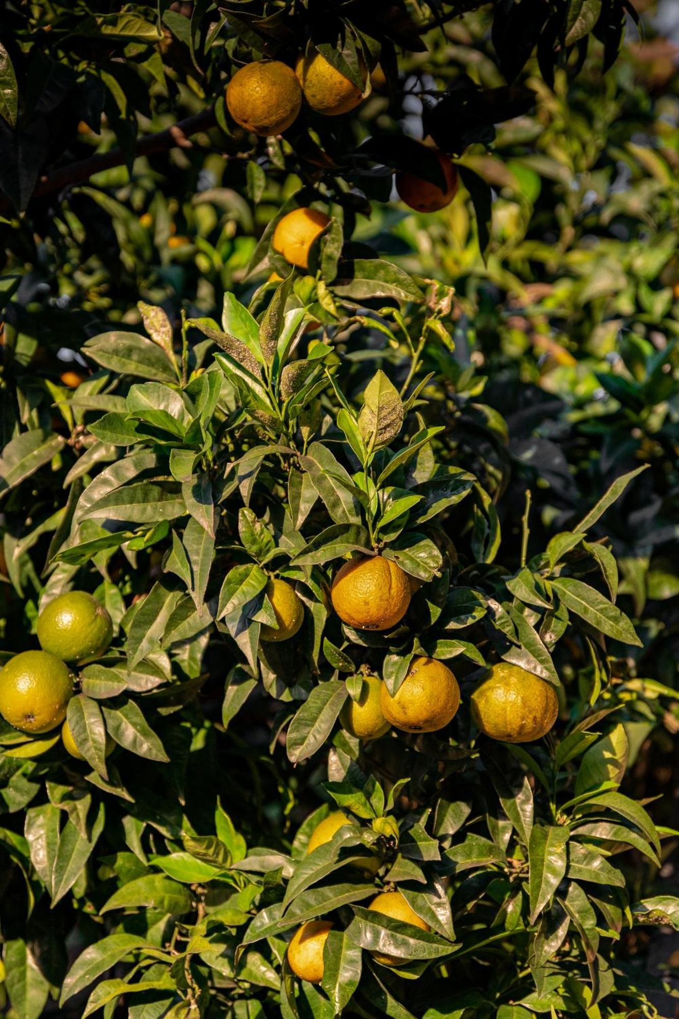 Tenuta Zamparina Montignoso Εξωτερικό φωτογραφία